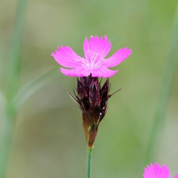 Karthäuser-Nelke - Dianthus carthusianorum