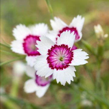 Heide-Nelke Arctic Fire - Dianthus deltoides