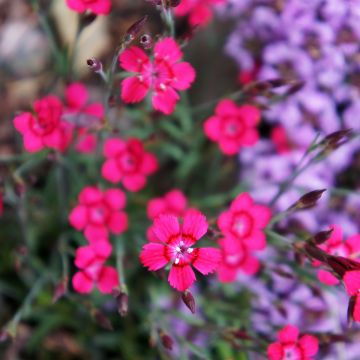 Heide-Nelke Brillant - Dianthus deltoides