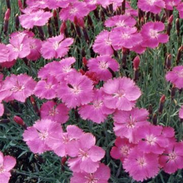 Dianthus gratianopolitanus Eydangeri - Oeillet de pentecôte