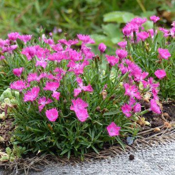 Pfingst-Nelke Kahori - Dianthus gratianopolitanus