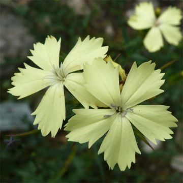 Dianthus knappii - Œillet de Knapp