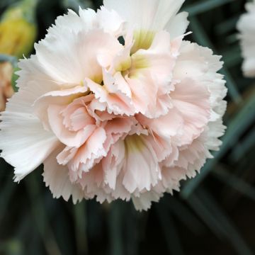 Dianthus plumarius Devon Cream - Oeillet mignardise