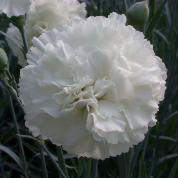 Feder-Nelke Devon Dove - Dianthus plumarius