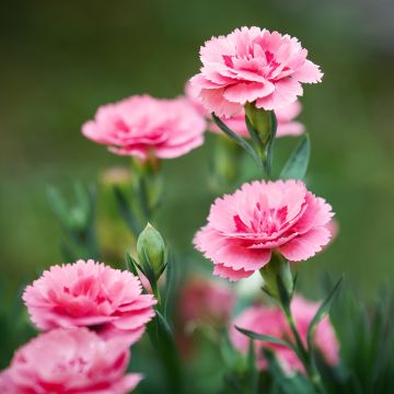 Feder-Nelke Doris - Dianthus plumarius