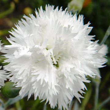 Dianthus plumarius Flore Pleno Albus - Oeillet migardise blanc double