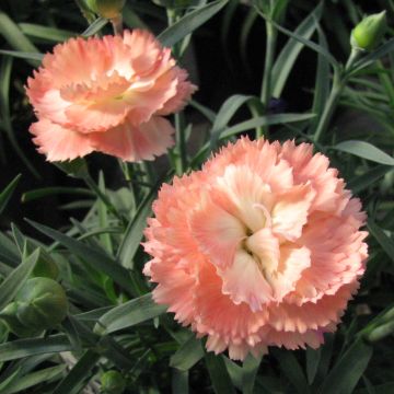 Dianthus plumarius Helen - Oeillet mignardise double, rose saumoné clair