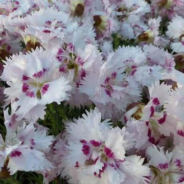 Feder-Nelke Ine - Dianthus plumarius