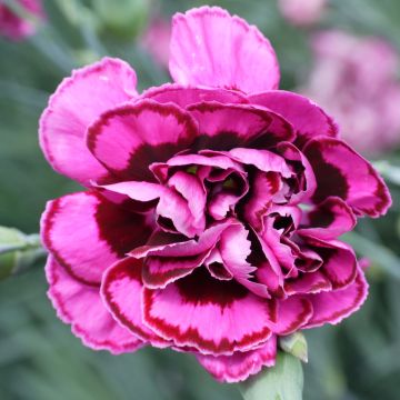 Feder-Nelke Laced Monarch - Dianthus plumarius