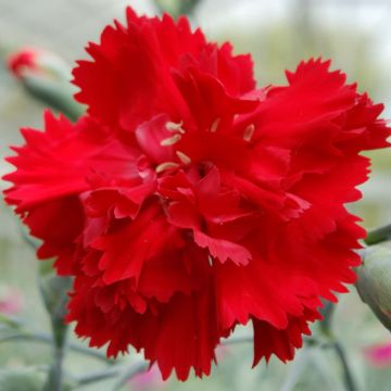 Feder-Nelke Lady in Red - Dianthus plumarius