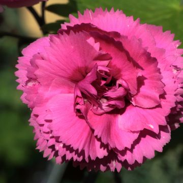 Feder-Nelke Lily the Pink - Dianthus plumarius