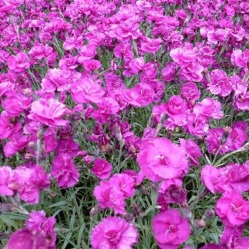 Feder-Nelke Warden Hybrid - Dianthus plumarius