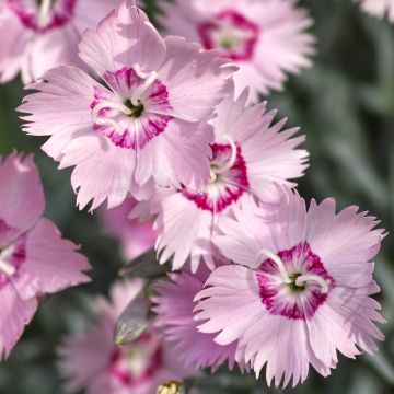 Spitzblättrige Nelke - Dianthus spiculifolius