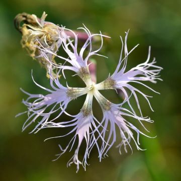 Pracht-Nelke - Dianthus superbus