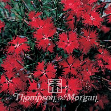 Pracht-Nelke Crimsonia (Samen) - Dianthus superbus