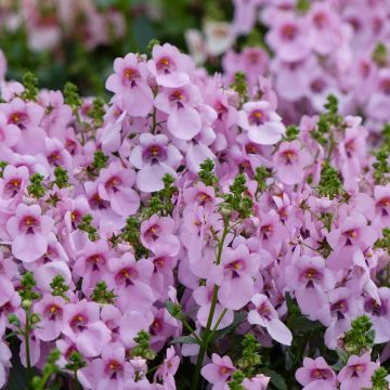 Diascia Breezee Plus Pastel