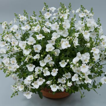 Diascia Breeze Plus White - Lachsblume