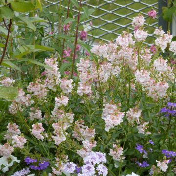 Diascia Up Rose Pink - Lachsblume