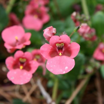 Diascia Ruby Field - Lachsblume