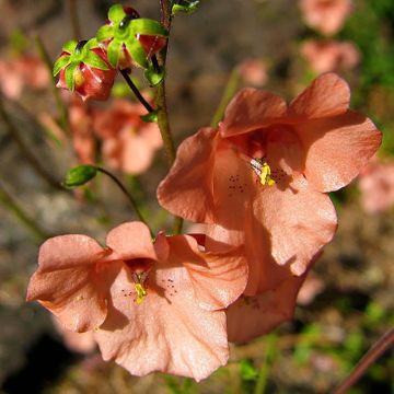 Diascia Blackthorn Apricot - Lachsblume