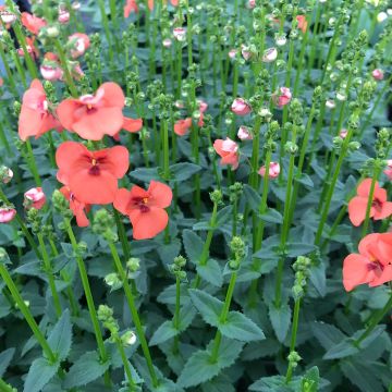 Diascia Trinity Sunset - Lachsblume