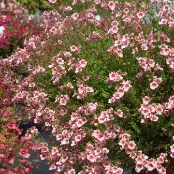 Diascia vigilis - Lachsblume