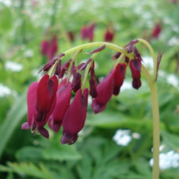 Dicentra formosa Bacchanal - Zwerg-Herzblume