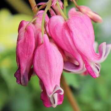 Dicentra Pink Diamonds - Herzblume