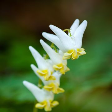 Dicentra cucullaria - Kapuzen-Herzblume