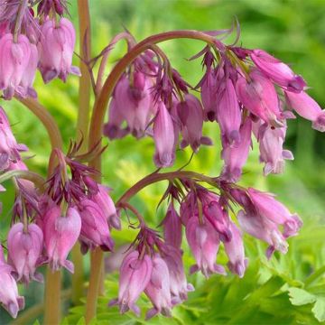 Dicentra formosa Spring Gold - Zwerg-Herzblume