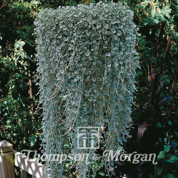 Dichondra argentea Silver Falls (Samen) - Silberregen