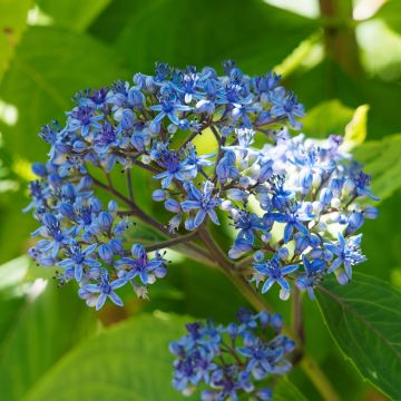 Dichroa versicolor Round Blue