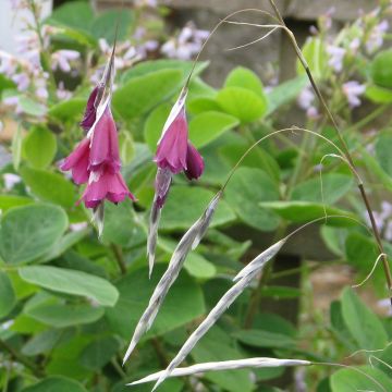 Dierama pulcherrimum Blackbird - Trichterschwertel