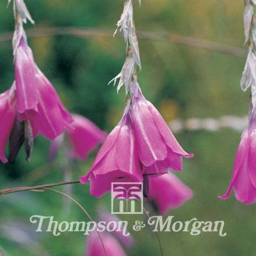 Graines de Dierama pulcherrima Slieve Donard Hybrids - Canne à pêche des anges