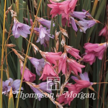 Dierama T&M Species Mixed (Samen) - Trichterschwertel