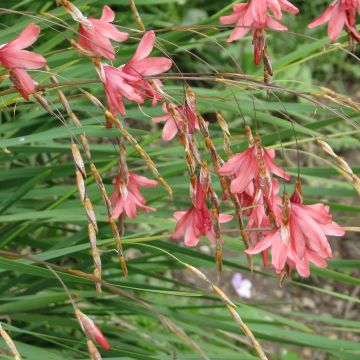 Dierama igneum - Trichterschwertel