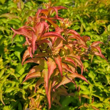 Diervilla Kodiak Orange - Buschgeißblatt