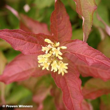 Diervilla Kodiak Red - Buschgeißblatt