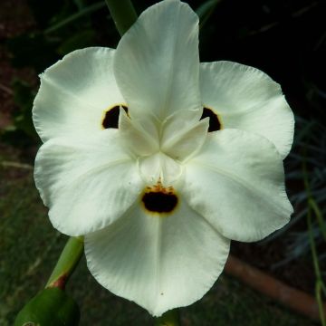 Dietes bicolor - Dietes