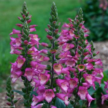 Digitalis Berry Canary - Fingerhut