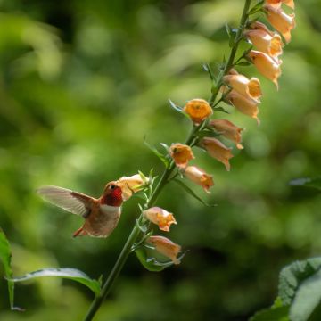 Digitalis Goldcrest - Fingerhut