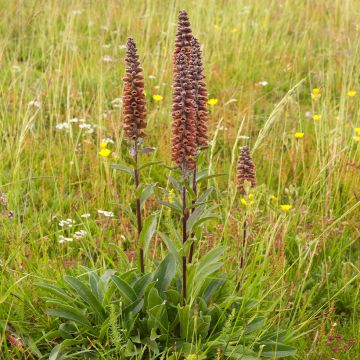 Digitalis parviflora - Kleinblütiger Fingerhut