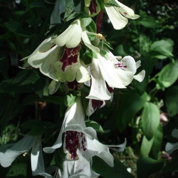 Fingerhut Pam's Split - Digitalis purpurea