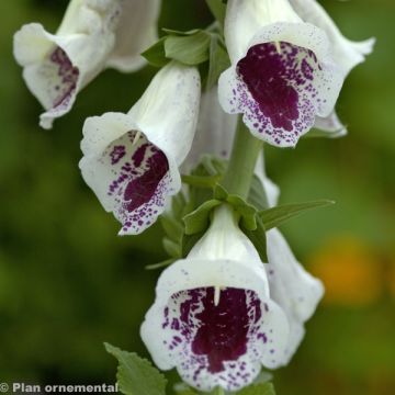 Fingerhut Pam s Choice - Digitalis purpurea