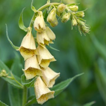 Digitalis grandiflora - Großblütiger Fingerhut