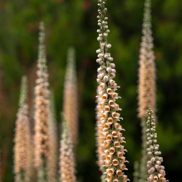 Digitale ferrugineuse - Digitalis ferruginea Gigantea