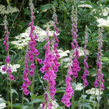 Roter Fingerhut (Samen) - Digitalis purpurea