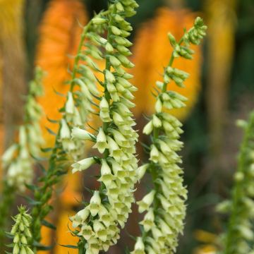 Digitalis lutea - Kleinblütiger Fingerhut