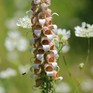 Digitalis lanata - Wolliger Fingerhut