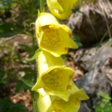 Digitalis ciliata - Fingerhut